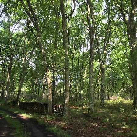 Spa Et Detente Au Coeur De La Foret Des Landes - 3 Etoiles Villa Luglon Eksteriør bilde