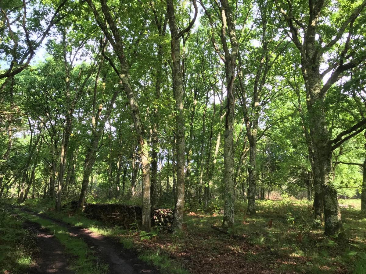 Spa Et Detente Au Coeur De La Foret Des Landes - 3 Etoiles Villa Luglon Eksteriør bilde